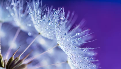 Fotobehang Beautiful dew drops on a dandelion seed macro. Beautiful soft light blue and violet background. Water drops on a parachutes dandelion on a beautiful blue. Soft dreamy tender artistic image form © Tatiana