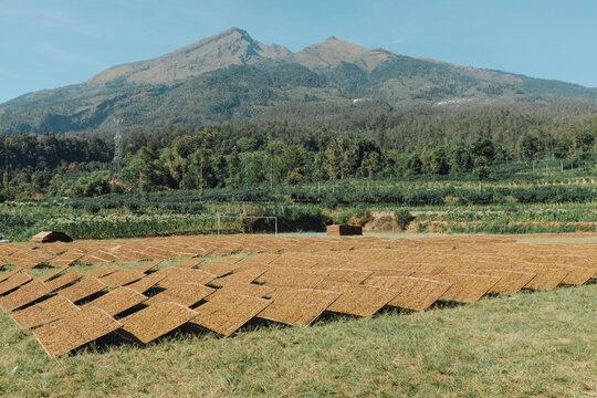Tobacco dried under sun light with Merbabu mountain background in Semarang regency, Indonesia