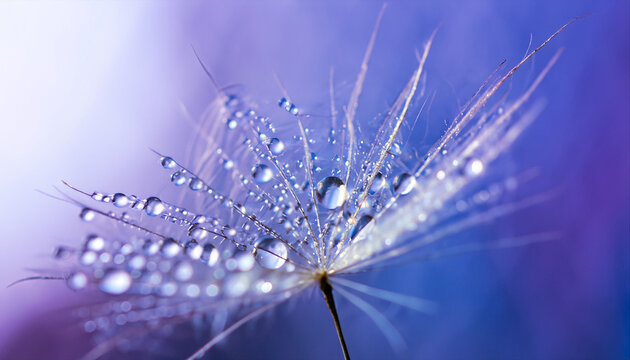 Beautiful dew drops on a dandelion seed macro. Beautiful soft light blue and violet background. Water drops on a parachutes dandelion on a beautiful blue. Soft dreamy tender artistic image form