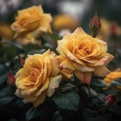 Fototapeten Yellow roses with raindrops © Ralf