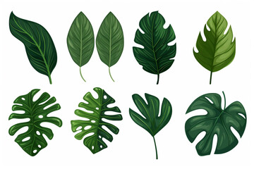 Set Dark Green Monster Leaves On White Background . Сoncept Plant Identification, Garden Art Decor, Photographic Backgrounds, Nature Photography