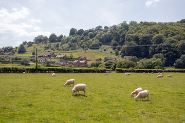 Obraz premium Sheep in the Summertime meadow