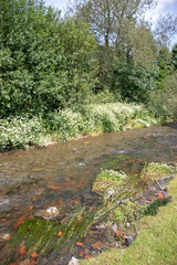 Summertime river in the UK.