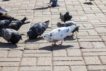 Pigeons eating grain on the sidewalk closeup