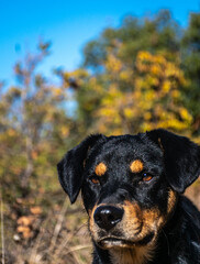 dog in park