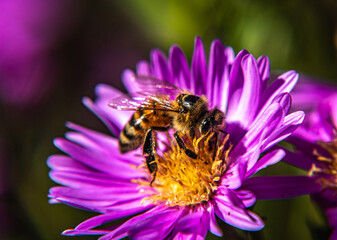 Bee on a purple flower. Close-up