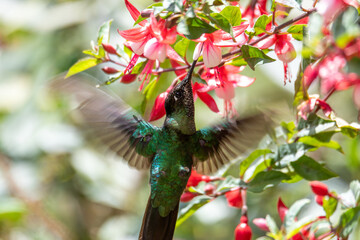 violet-headed hummingbird (Klais guimeti) Beautiful bird at San Gerardo de Dota, Wildlife and bird watching in Costa Rica.