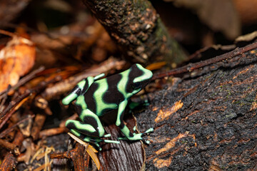 Green-and-black poison dart frog (Dendrobates auratus), La Fortuna Alajuela - Arenal, Costa Rica wildlife .