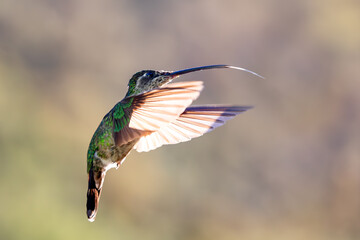 violet-headed hummingbird (Klais guimeti) Beautiful bird at San Gerardo de Dota, Wildlife and bird watching in Costa Rica.