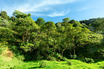 Fototapeta na wymiar Beautiful view of the landscape Los Quetzales National Park and rainforest surrounding San Gerardo de Dota, beautiful Costa Rica Wilderness landscape