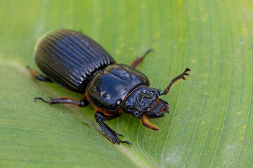 Patent-leather beetle or horned passalus (Odontotaenius disjunctus), insect walking on green leaf,...