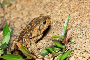 Rhinella horribilis is the scientific name used for populations of the cane toad or giant toad located in Mesoamerica and north-western South America. Costa Rica wildlife