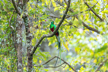 Resplendent quetzal (Pharomachrus mocinno), Guatemalan national bird. Magnificent sacred green and red iconic bird. Bird with long tail. San Gerardo de Dota, Wildlife and bird watching in Costa Rica.