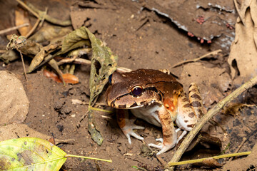 Savages thin-toed frog (Leptodactylus savagei) thin-toed frog species of leptodactylid frog, Carara National Park, Tarcoles, Costa Rica wildlife.