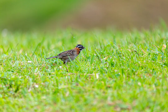 Rufous-collared sparrow or Andean sparrow (Zonotrichia capensis), small song bird. San Gerardo de Dota, Wildlife and bird watching in Costa Rica.