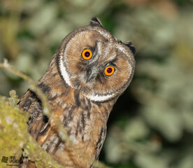 Mocho de orelhas a olhar para o fotografo