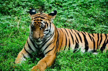 This is a photo of a tiger taken through a protective window at the zoo in Chongqing, China. In China, the tiger is an auspicious animal, symbolizing the aura of a king.