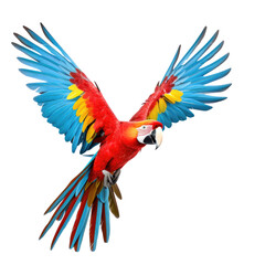 Obraz premium Macaw parrot flying isolated on white background