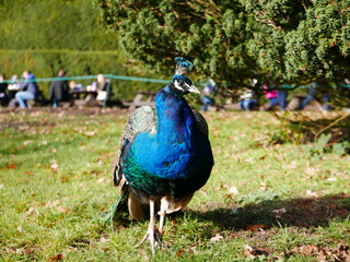 Obraz premium Peacock in the park, vibrantly coloured peacock, wild life, wild photography