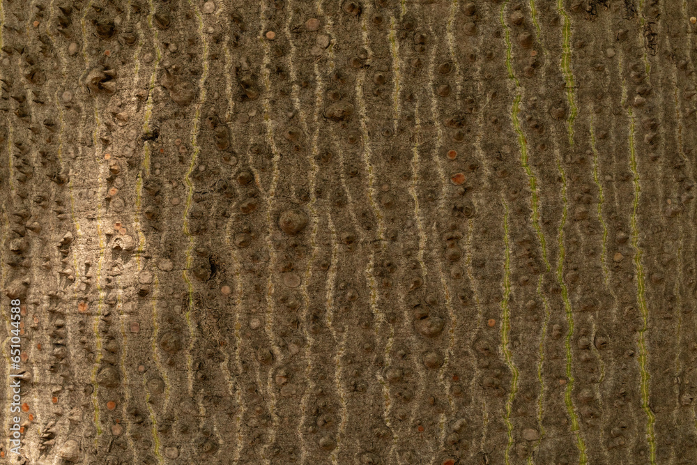 Poster tree bark background
