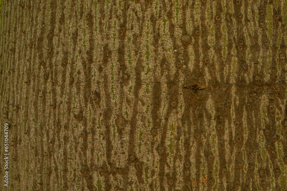 Poster tree bark background