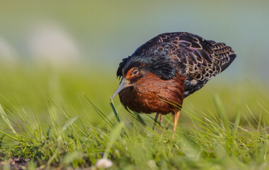 Ruff - male bird at a wetland on the mating season in spring