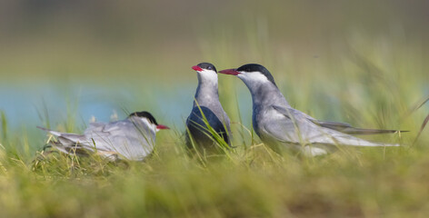 Whiskered tern - adult birds at a wetland in spring