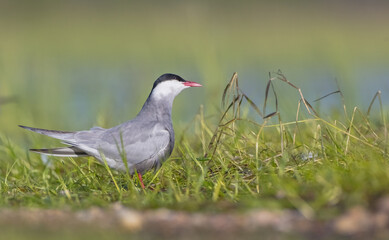 Whiskered tern - adult birds at a wetland in spring