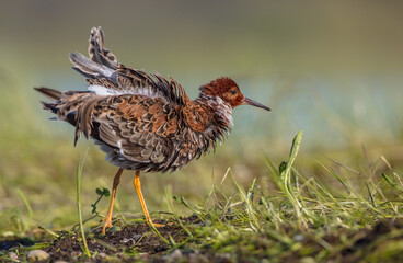 Ruff - male bird at a wetland on the mating season in spring