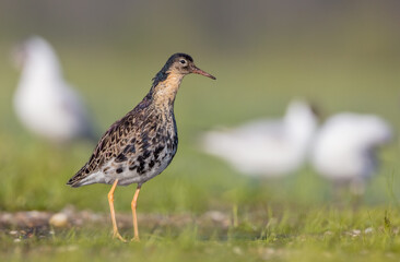 Ruff - male bird at a wetland on the mating season in spring