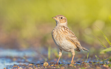 Eurasian skylark - male bird in spring at ta wetland