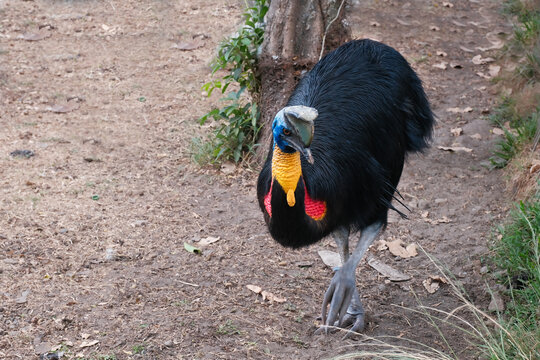 A young cassowary with colorful wattle