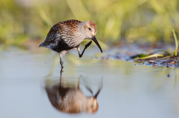 Dunlin - adult bird at a wetland on the spring migration 