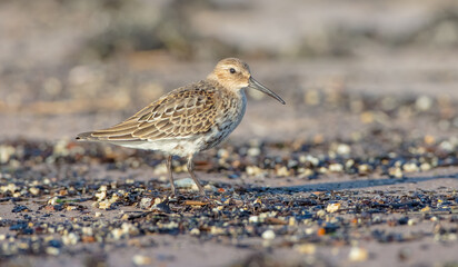 Dunlin - young bird at a seashore on the autumn migration way