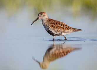 Dunlin - adult bird at a wetland on the spring migration 