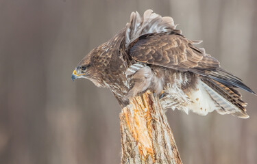 Common Buzzard in early spring at a wet forest