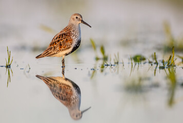 Dunlin - adult bird at a wetland on the spring migration 