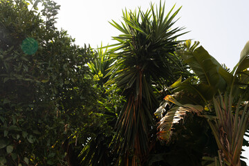 Naklejka premium Palm trees in Villa Bonnano public park in Palermo, Sicily