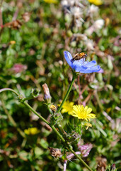 Foto scattata a Tassarolo ad alcuni fiori di cicoria selvatica.
