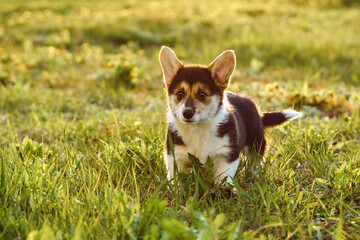 Portrait of adorable little young brown white dog welsh pembroke corgi walking on green grass in park yard on sunny day.