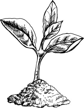 sprout growing from soil, black and white clip art preview