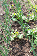 Growing onions in the garden. Green onions in a bed in a rustic garden, selective focus, vertical orientation.