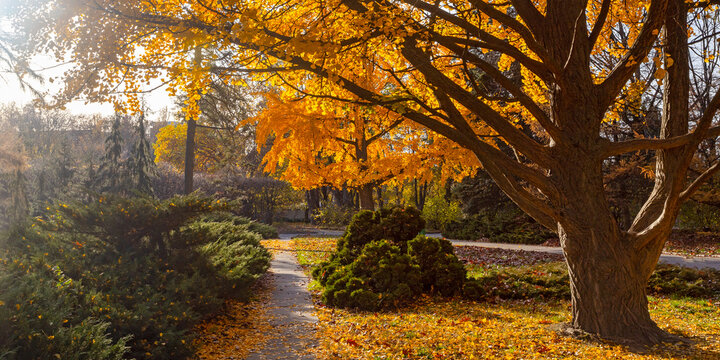 Big yellow autumn Gingo tree  in botanical garden in Kyiv