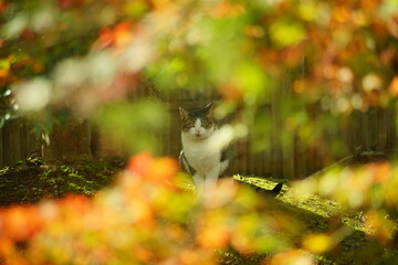 紅葉の日本庭園に佇むキジ猫