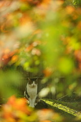紅葉の日本庭園に佇むキジ猫