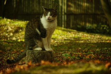 紅葉の日本庭園に佇むキジ猫