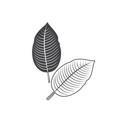 illustration of kratom leaf, a type of plant from the rubiaceae family.