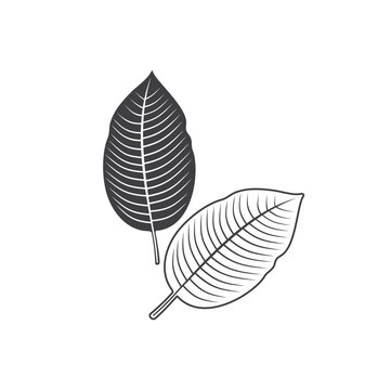 illustration of kratom leaf, a type of plant from the rubiaceae family.