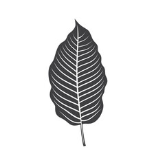 illustration of kratom leaf, a type of plant from the Rubiaceae family.
