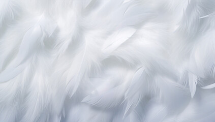 Fototapeta premium Softness closeup design light soft white feather bird fluffy textured pattern background